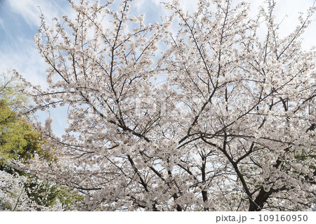 鶴舞公園 桜 名古屋市公会堂 鶴舞公園 桜 名古屋市公会堂 109160950