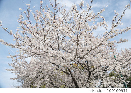 鶴舞公園　桜　名古屋市公会堂 109160951