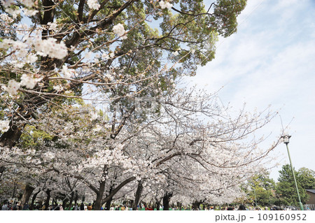 鶴舞公園　桜　名古屋市公会堂 109160952
