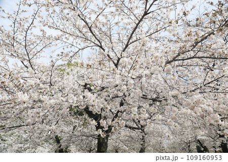 鶴舞公園 桜 名古屋市公会堂 鶴舞公園 桜 名古屋市公会堂 109160953
