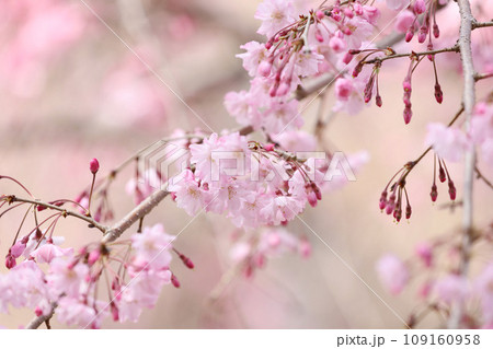 鶴舞公園　桜　名古屋市公会堂 109160958