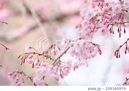 鶴舞公園　桜　名古屋市公会堂 109160959