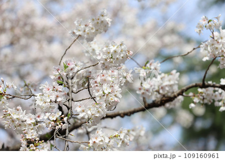 鶴舞公園 桜 名古屋市公会堂 鶴舞公園 桜 名古屋市公会堂 109160961