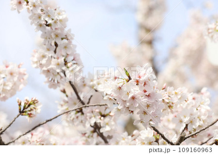 鶴舞公園 桜 名古屋市公会堂 鶴舞公園 桜 名古屋市公会堂 109160963