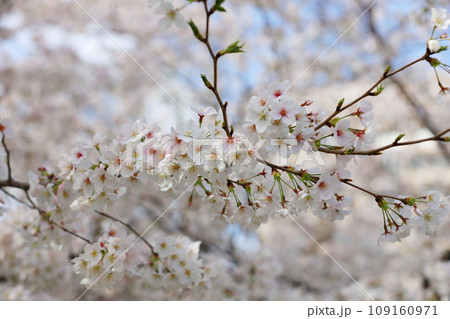 鶴舞公園　桜　名古屋市公会堂 109160971