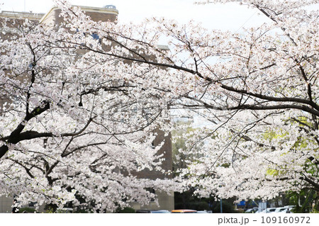 鶴舞公園 桜 名古屋市公会堂 鶴舞公園 桜 名古屋市公会堂 109160972