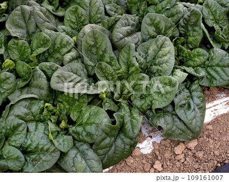 寒締めホウレンソウの栽培 109161007