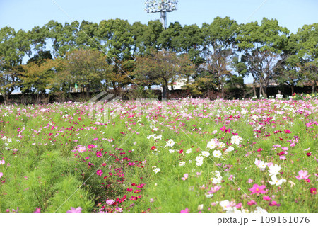 なばなの里 コスモス・ダリア 三重県桑名市長島町 なばなの里 コスモス・ダリア 三重県桑名市長島町 109161076