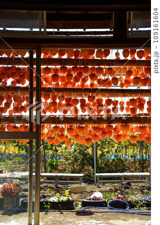 山梨県秋の名物、枯露柿の里の風景 109161604