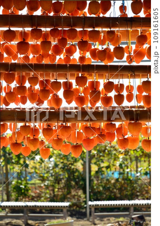 山梨県秋の名物、枯露柿の里の風景 109161605