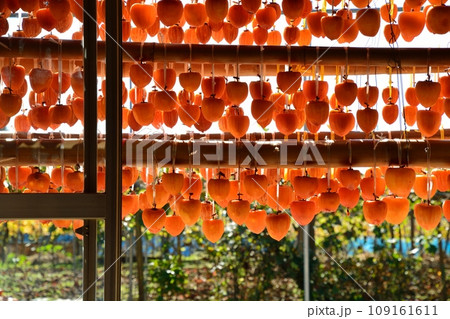 山梨県秋の名物、枯露柿の里の風景 山梨県秋の名物、枯露柿の里の風景 109161611