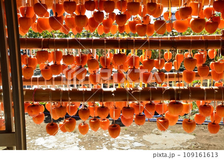 山梨県秋の名物、枯露柿の里の風景 山梨県秋の名物、枯露柿の里の風景 109161613