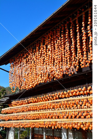 山梨県秋の名物、枯露柿の里の風景 109161644