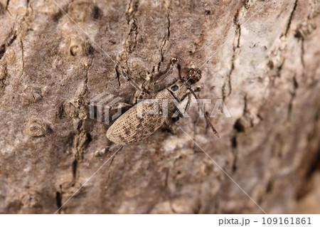 生き物　昆虫　オオカシワクチブトゾウムシ、大きさと生息地以外はカシワクチブトゾウムシとほぼ同じ？ 109161861