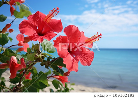 ハイビスカスと青い海　AI生成画像　AI画像 109162192