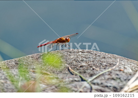 明石公園の赤とんぼ 109162215
