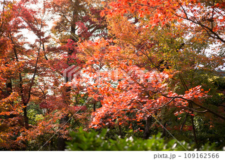 秋の妙心寺 秋の妙心寺 109162566