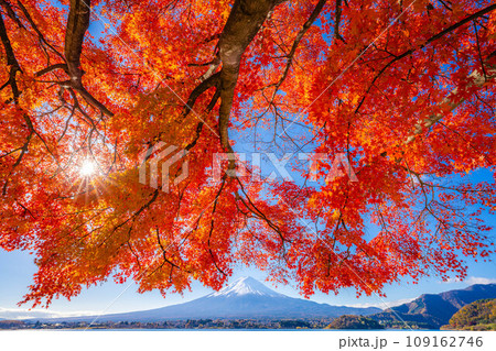 【富士山素材】秋の河口湖から見る冠雪した富士山と紅葉【山梨県】 【富士山素材】秋の河口湖から見る冠雪した富士山と紅葉【山梨県】 109162746