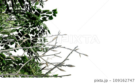 tree leave nature transparent cut out forest isolated background 3d render. tree leave nature transparent cut out forest isolated background 3d render. 109162747