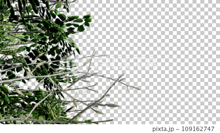tree leave nature transparent cut out forest isolated background 3d render. tree leave nature transparent cut out forest isolated background 3d render. 109162747