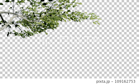 tree leave nature transparent cut out forest isolated background 3d render. tree leave nature transparent cut out forest isolated background 3d render. 109162753