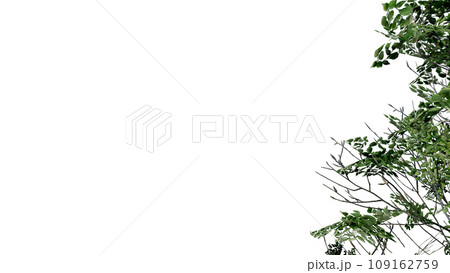 tree leave nature transparent cut out forest isolated background 3d render. tree leave nature transparent cut out forest isolated background 3d render. 109162759