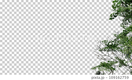 tree leave nature transparent cut out forest isolated background 3d render. tree leave nature transparent cut out forest isolated background 3d render. 109162759