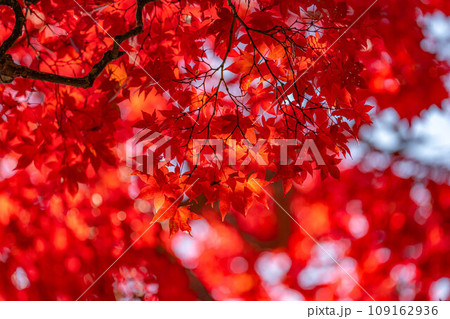 【紅葉素材】秋の長円寺の紅葉【長野県】 【紅葉素材】秋の長円寺の紅葉【長野県】 109162936