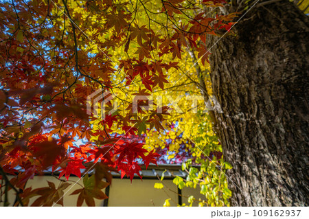 【紅葉素材】秋の長円寺の紅葉【長野県】 109162937
