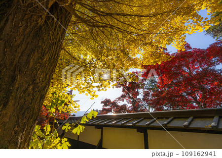 【紅葉素材】秋の長円寺の紅葉【長野県】 109162941