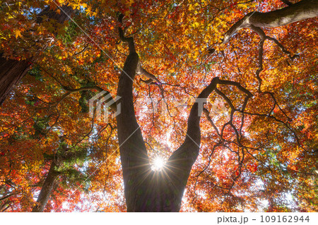 【紅葉素材】秋の長円寺の紅葉【長野県】 109162944