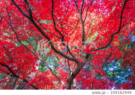 【紅葉素材】秋の長円寺の紅葉【長野県】 【紅葉素材】秋の長円寺の紅葉【長野県】 109162949