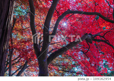 【紅葉素材】秋の長円寺の紅葉【長野県】 109162954