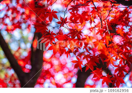 【紅葉素材】秋の長円寺の紅葉【長野県】 109162956