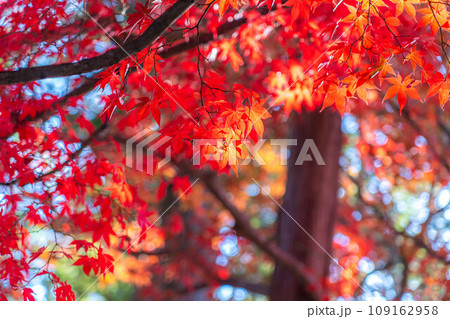 【紅葉素材】秋の長円寺の紅葉【長野県】 【紅葉素材】秋の長円寺の紅葉【長野県】 109162958