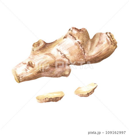Ginger root and slices. Hand drawn watercolor illustration isolated on white background. For clip art menu label package Ginger root and slices. Hand drawn watercolor illustration isolated on white background. For clip art menu label package 109162997