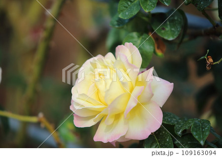 荒尾市　おもやい市民花壇　バラの花、 109163094