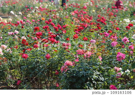 荒尾市　おもやい市民花壇　バラの花、 109163106