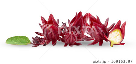 roselle isolated on white background roselle isolated on white background 109163397