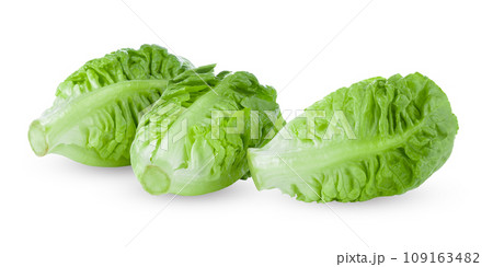 fresh baby cos (lettuce) on white background fresh baby cos (lettuce) on white background 109163482