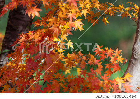 福島県矢祭町 紅葉燃える矢祭山公園 福島県矢祭町 紅葉燃える矢祭山公園 109163494