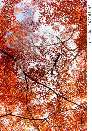 福島県矢祭町　紅葉燃える矢祭山公園 109163496
