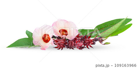roselle on white background roselle on white background 109163966