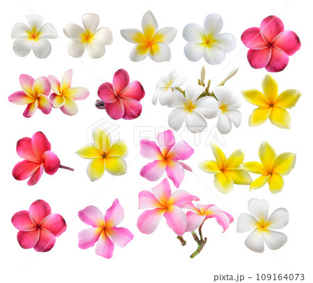 frangipani flower isolated on white background frangipani flower isolated on white background 109164073