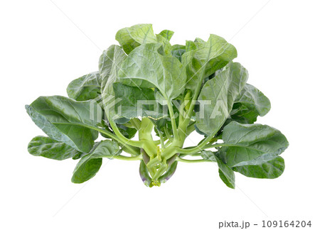 chinese broccoli on white background 109164204