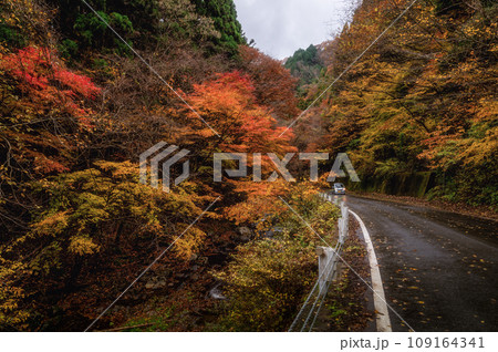 茨城県北茨城市 紅葉の花園渓谷 茨城県北茨城市 紅葉の花園渓谷 109164341