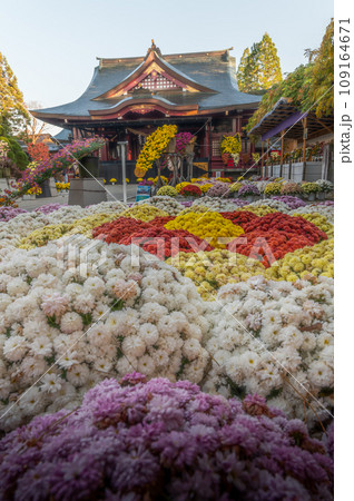 茨城家笠間市 笠間稲荷神社 菊祭り 茨城家笠間市 笠間稲荷神社 菊祭り 109164671