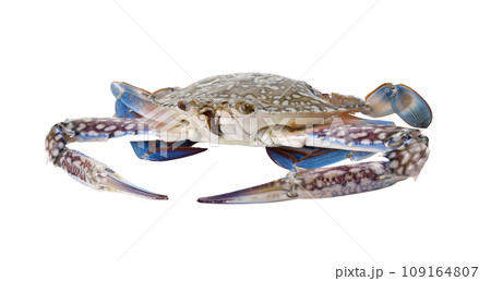 Blue Swimming Crabs on white background 109164807