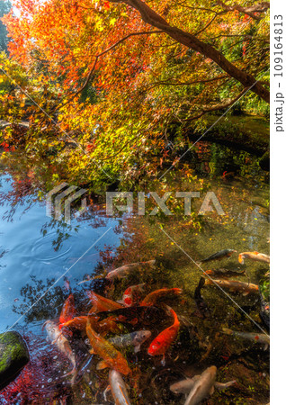 茨城県筑西市 紅葉最盛期の最勝寺 茨城県筑西市 紅葉最盛期の最勝寺 109164813
