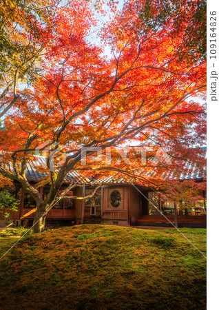 茨城県筑西市　紅葉最盛期の最勝寺 109164826